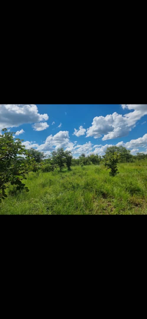 5 Acres Plot